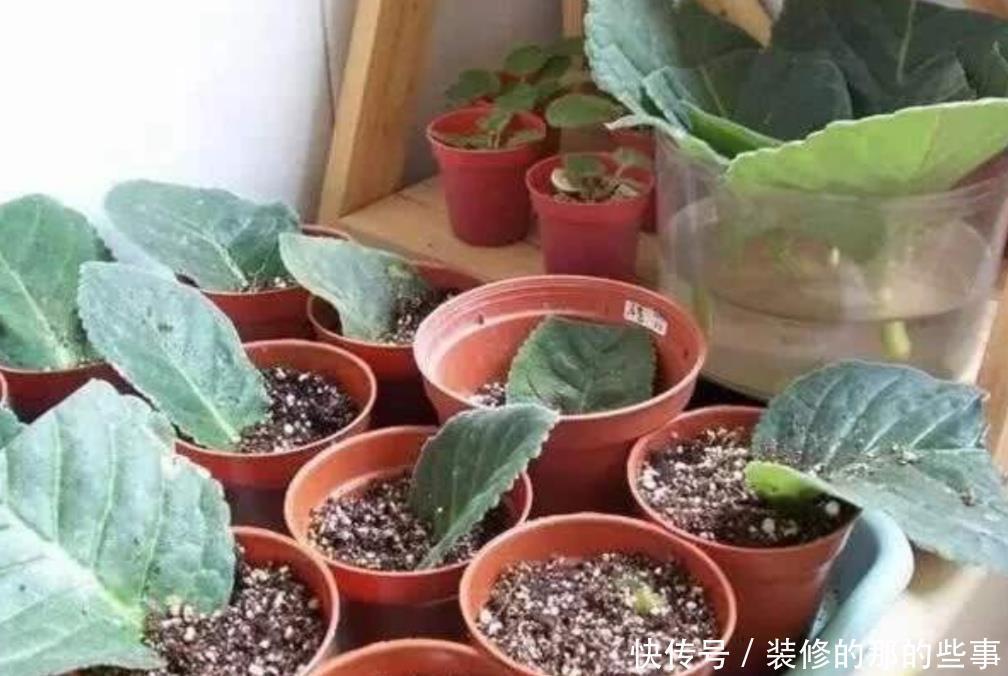 不用|这5种常见的花,不用枝条也能扦插,叶片插土里就能生根