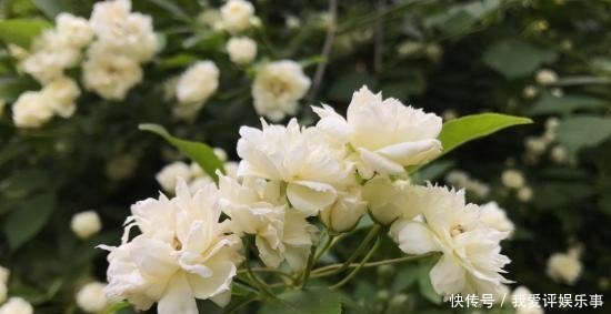 就能够|4种开花爆盆的植物,最适合春天养,一次开满花,年年有花赏