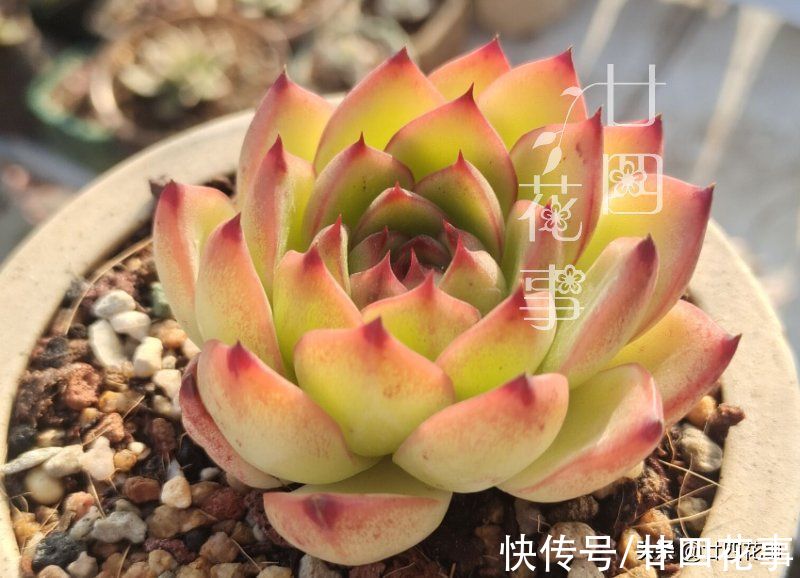 多肉植物到了冬天,到底应该怎样浇水?这7条说的已经比较全面了