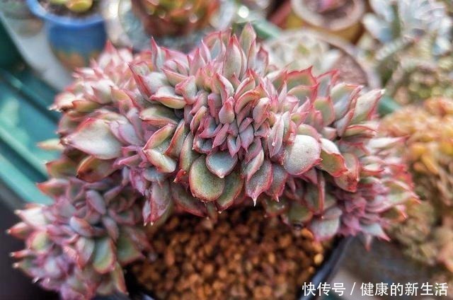 墩子|春天养多肉,半个月就变成“胖墩子”,叶子又肥又圆!