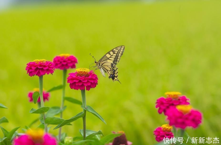 这几种花满满的儿时回忆!小时候都见过,你能认出几种?