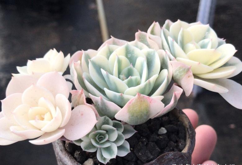 养多肉玉蝶锦的肉友你养活了吗？没养活的话来试试这两种养法吧！