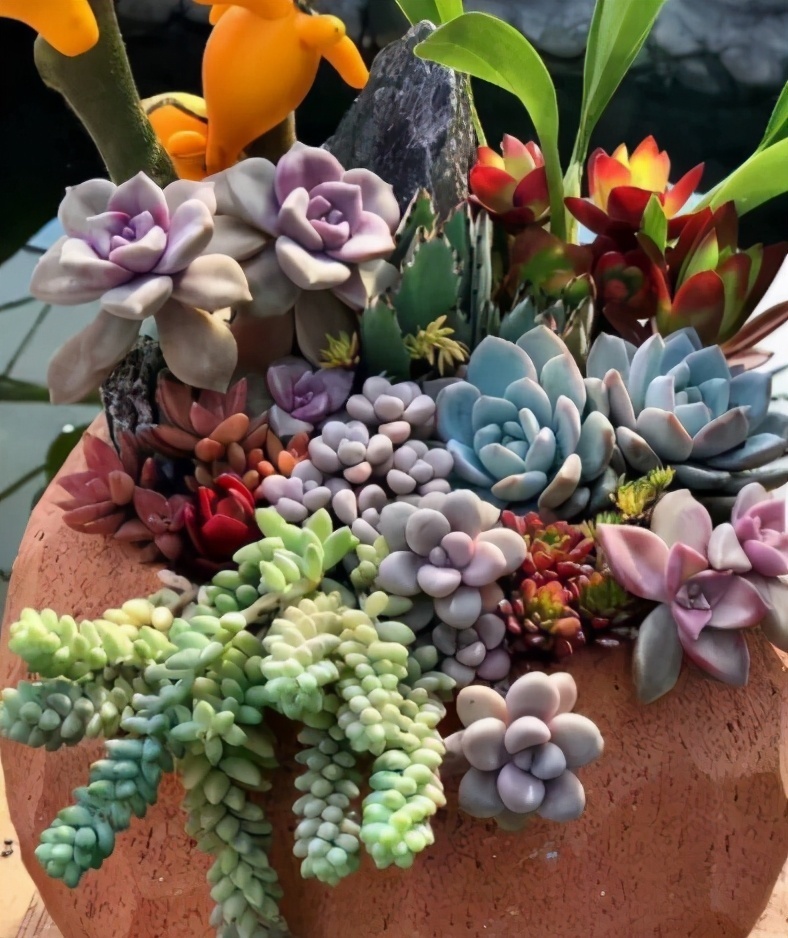 无论你多喜欢养花，都不要碰“3种花”，这都是养花高手被坑过的