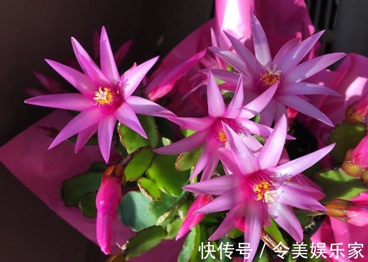 香蕉皮|香蕉皮也是养花“宝”,学会2种方法,养花叶子油绿、新芽多