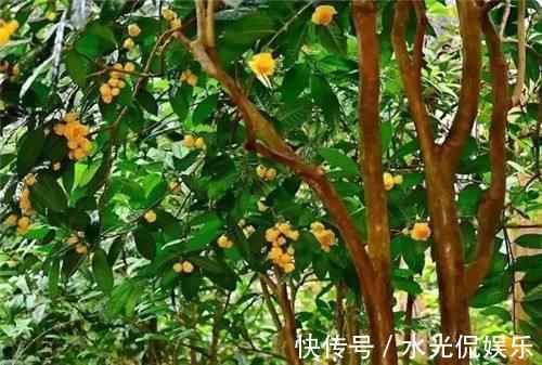 它是真正的“花茶”，开出盏盏黄花，摘一朵就能泡