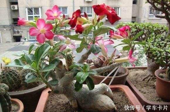 做对这些，沙漠玫瑰根系肥硕，开花娇艳，成为最美盆景！