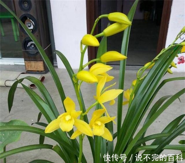 兰花|兰花长不好,把这2水果壳塞盆里,根系又多又白,苗势很旺!