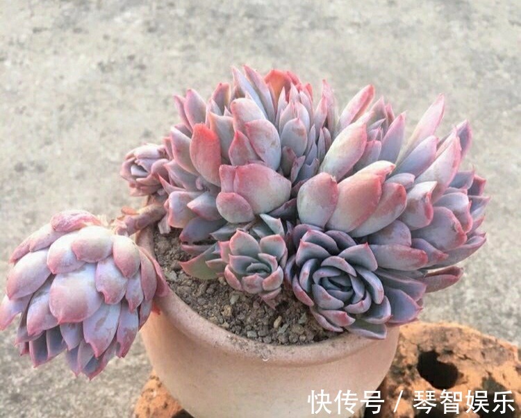 浇水|多肉总是徒长丑爆成大白菜多半是犯了3个错误,养成老桩也不错