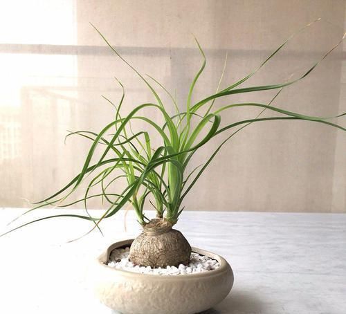 没想到|没想到酒瓶兰开花这么灿烂,养室内变观叶植物,大半年不浇水也行