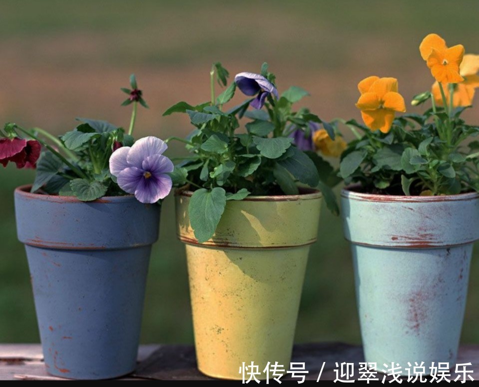 植物|有这些“特征”的人不适合养花，一般养一盆死一盆