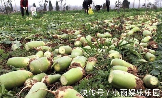 农村又现怪象:萝卜2毛一斤没人要,都不吃萝卜了吗?老民也无奈