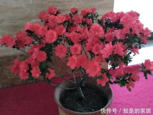 叶片|杜鹃花叶子发黑怎么办?知道原因是关键