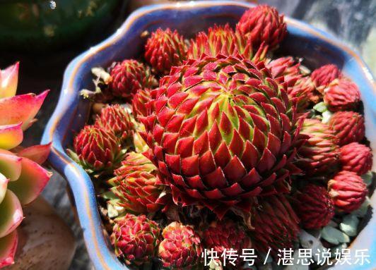 花盆|1种多肉“最好养”，零下20℃冻不死，雪地里“照常”生长