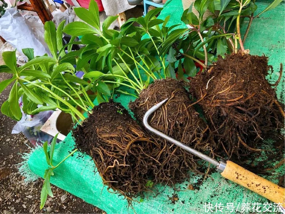 春季植物换盆指南，是带土换盆，还是适当去掉旧土呢？