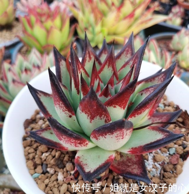 阳台的多肉怎么养才漂亮7个细节做到了，效果就是不一样！