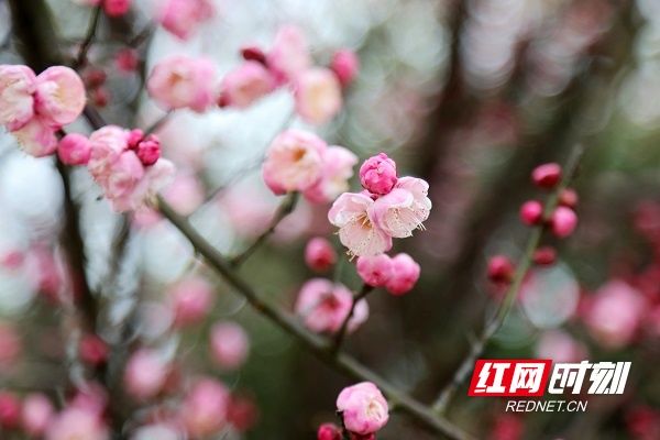 梅花|湖南新田：梅花盛开报春来（组图）