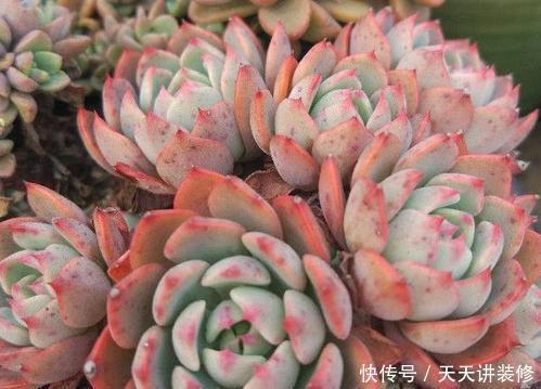 给多肉喂2种肥水,15天喝一次,叶片圆滚滚,长成肉墩子!