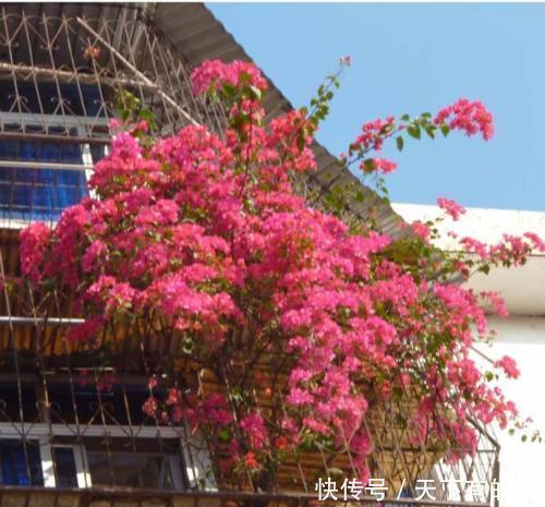 玛格丽特|阳台养花在精不在多,3种花好养又好看,值得养一盆