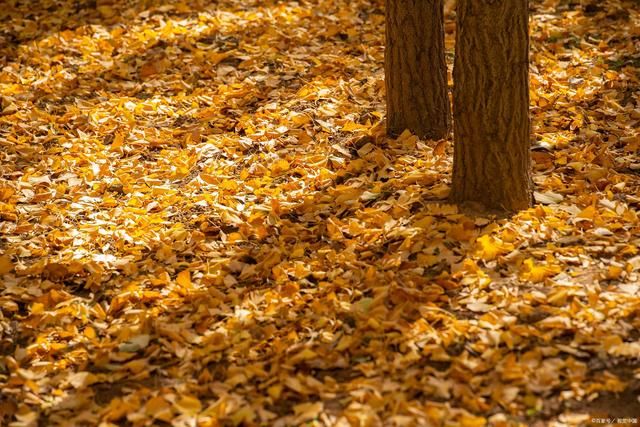 金元宝!落叶诗词52首:银叶金黄铺满秋,拾签追梦墨华留