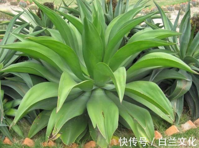 养花知识叫兰不是兰,花却美成仙,看看你家有几盆