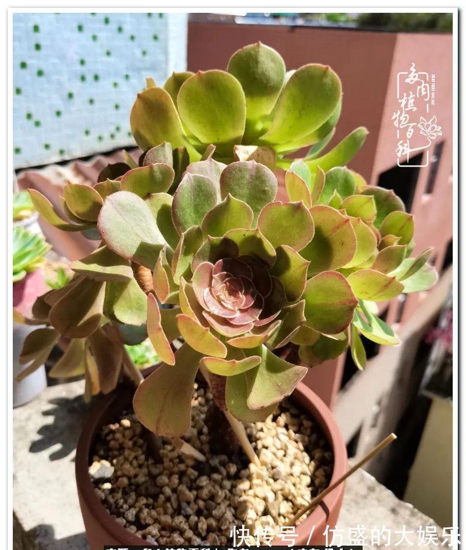 阳台上|养多肉,慢慢来,我们一起沉淀再绽放!