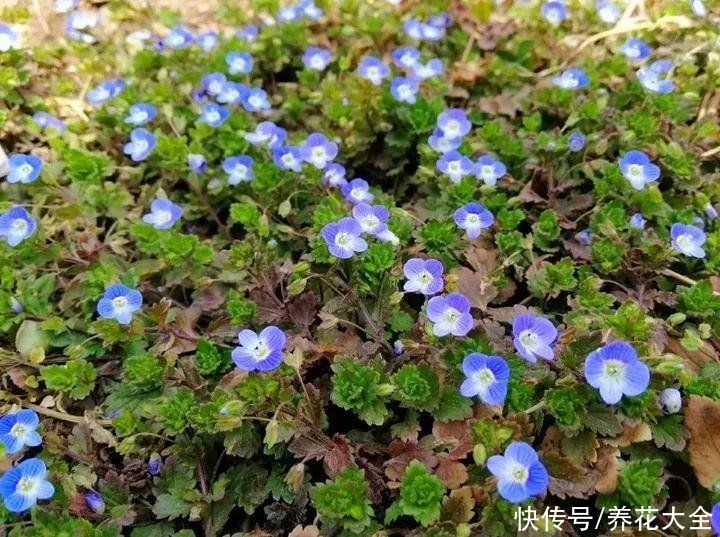 这些小野花春天开得正美，下次见到挖一颗，再也不用买花了