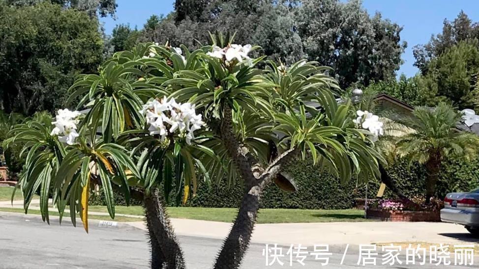 火山石|做一个多肉植物庭院,省心省事好打理,满满的异域风情