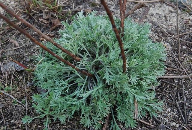 白蒿|地头常见的这种野草,竟然是养肝第一菜,每天来一盘,肝脏没毛病