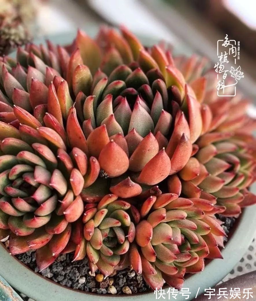 多肉植物|养多肉三年多九万里悟道,终归诗酒田园!