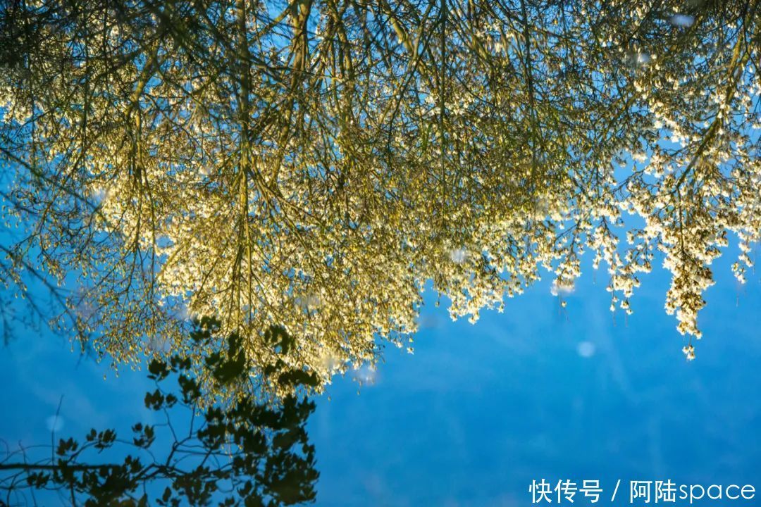 老年|阳春三月，最美不过“水中花”，这样的风景你注意过吗？