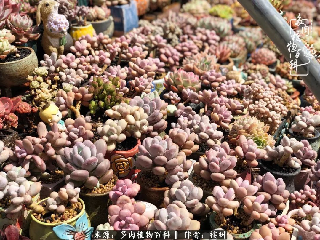 多肉度夏经验谈四季皆露养,兢兢业业养肉三年半!