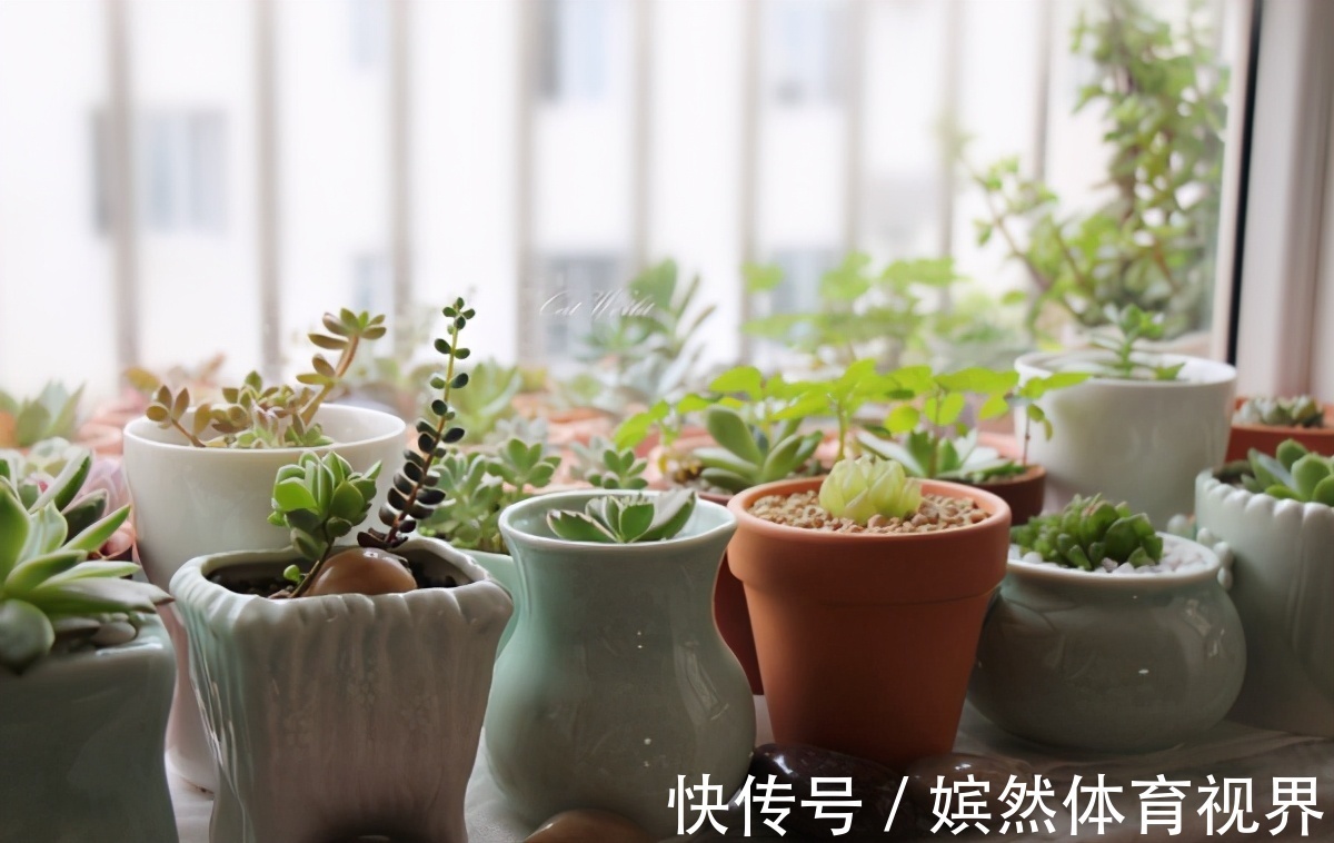 扦插讨喜的多肉，事前事后这么操作，成活率高很多