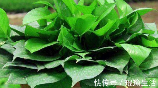 家中的花总是“烂根”养不活盆里加四样东西，根旺花不断