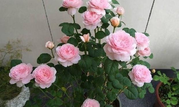 3种花枝条活性高,现在扦插正合适,15天就生根,当年就开花