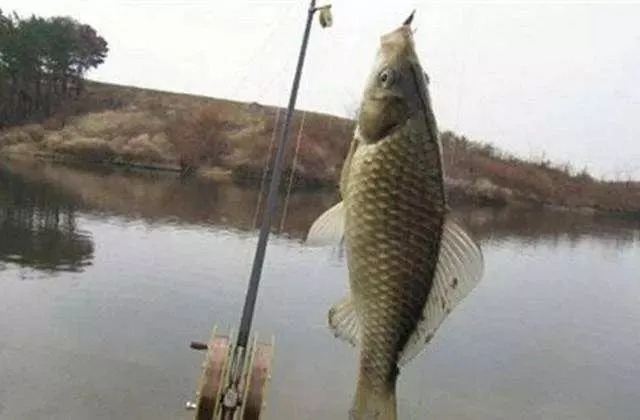 冬钓鲫鱼“三铁律”,一项不遵守,3天都钓不到一条鱼!