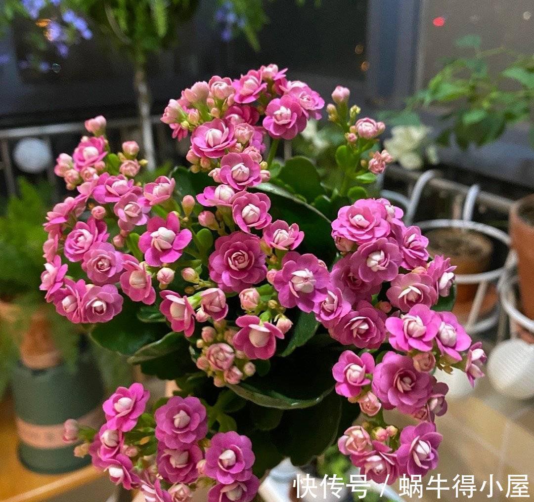 长寿|秋天阳台养一盆花,株型小、花量大、花色多种,喜庆美观好养