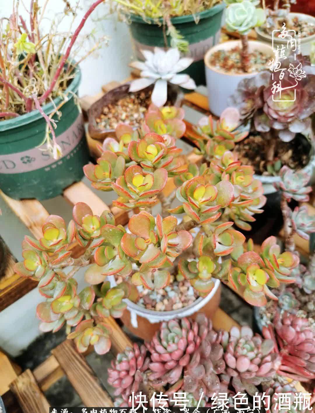 无关利益,不计得失,多肉给了我不一样的感受温暖的方式