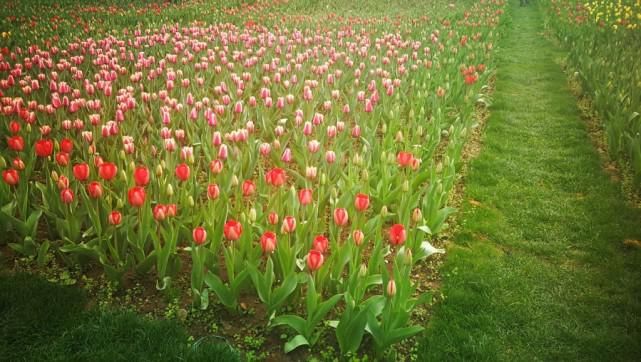 中山植物园内几十万株郁金香相继盛开，惊艳了这个春季