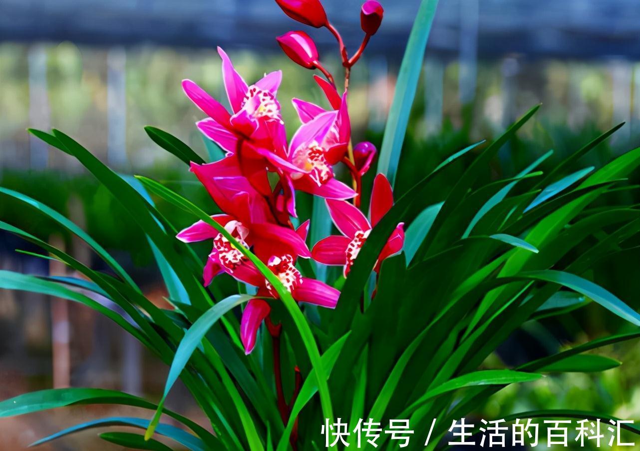 花色艳丽,香味浓郁,好种植爱开花,人称“兰中贵妃”,值得收藏
