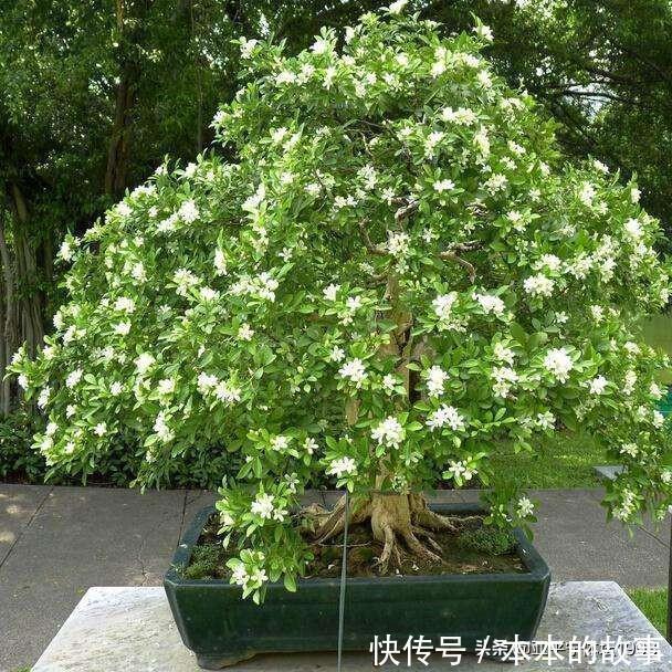 花卉|我国“最香”盆栽花卉,净化空气效果好,房间摆1盆,熏得一室香