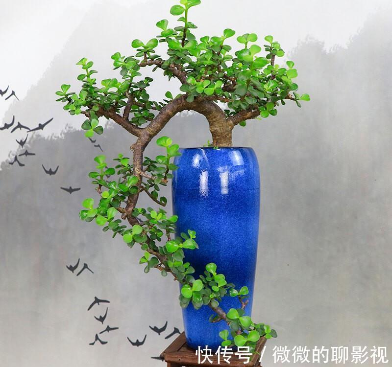 5种公认的富贵花，适合养客厅，贵气又吉祥，有钱人家都爱养