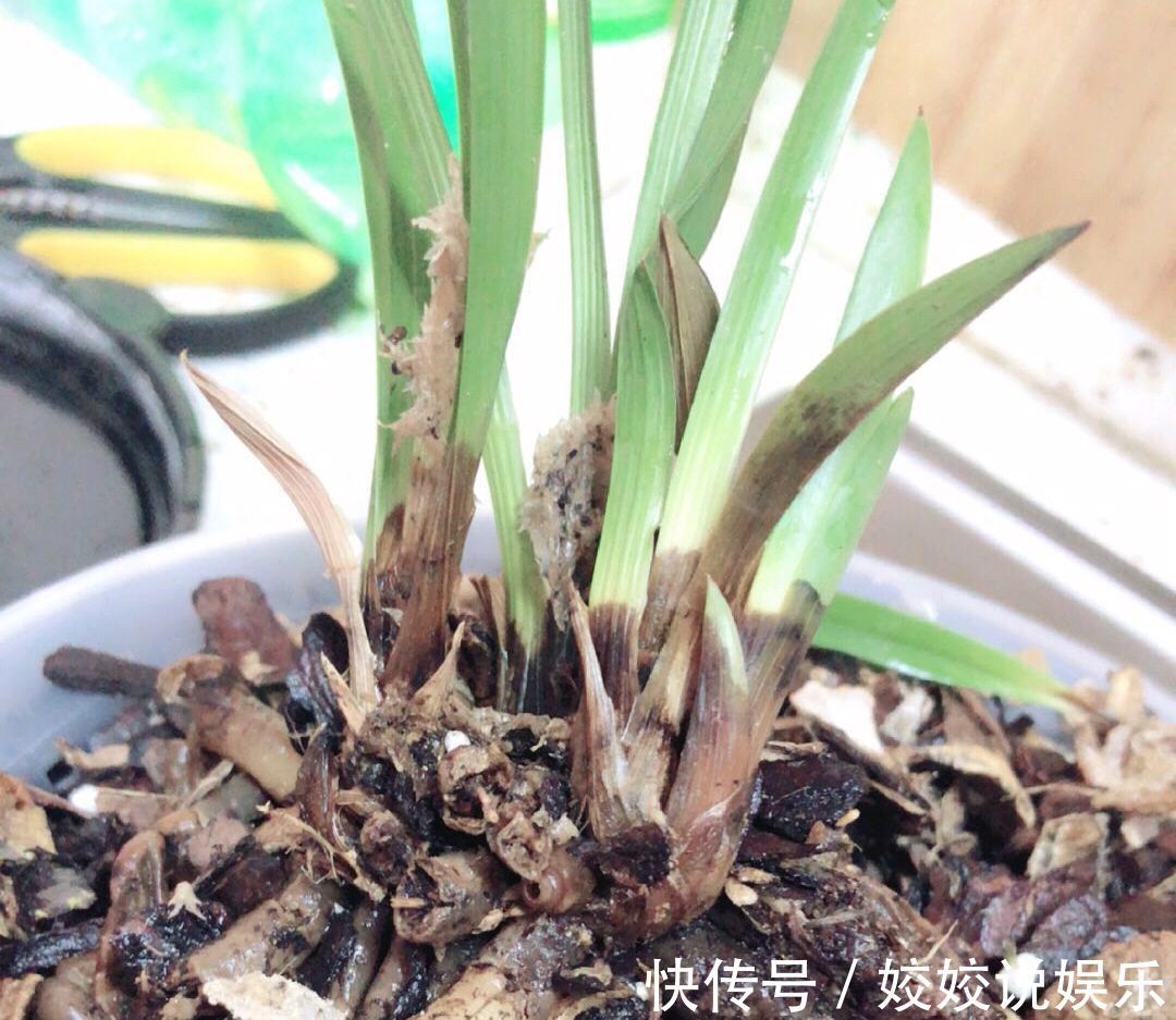 浇水|秋季养墨兰,做不到3点,春节开花是做梦,秋季花芽破土很关键