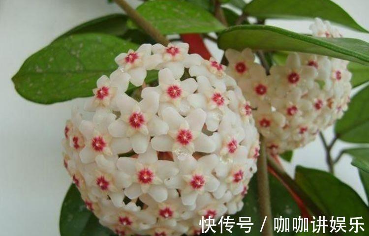 美极了|适合养在客厅的花卉，花大色艳易打理，美极了