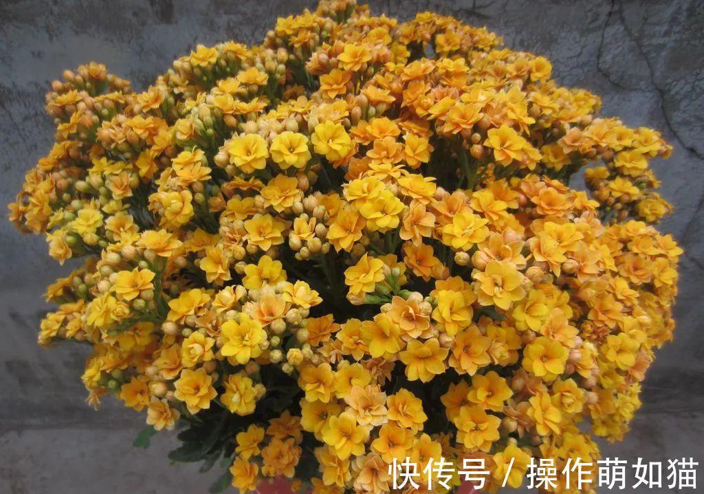 7种“吉利花”，家里养一盆，顺顺当当又漂亮，养人又旺家