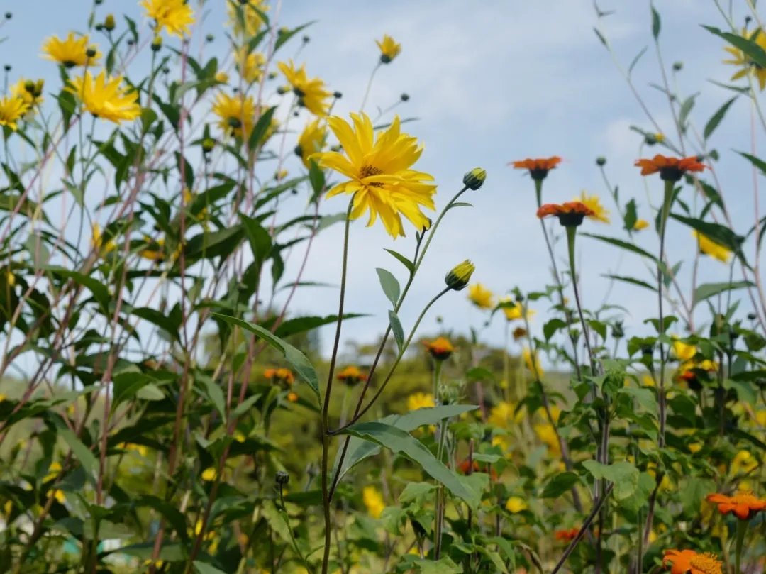 青溪|王维最经典的7首诗,安静而美好,一生至少读一次