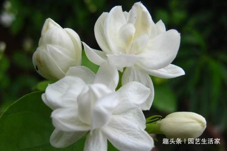 修剪|栀子花盆里埋上一勺它,浇水再加一勺醋,30天冒出500个花苞