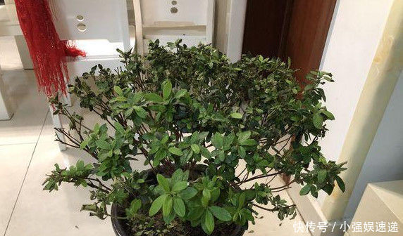 叶片|刚买回来的杜鹃栀子花,叶片泛黄发蔫,学会这几招就可以恢复