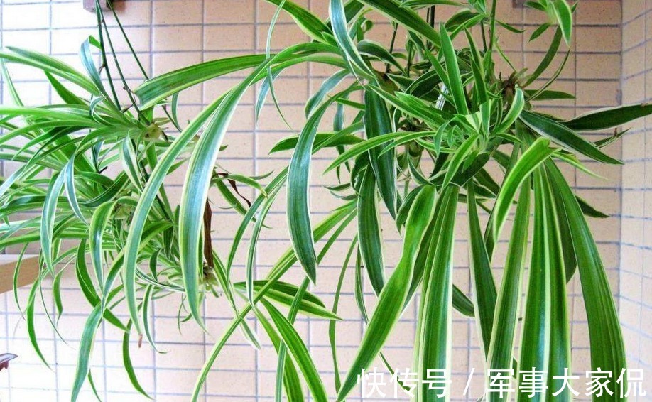 亮点|家庭养吊兰,照顾到此3点,普通绿植秒变家居“亮点”
