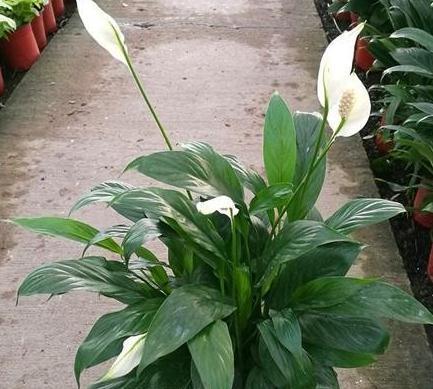 11月逛花市,4种耐阴花随便买,稍微给点光,就能开花爆盆