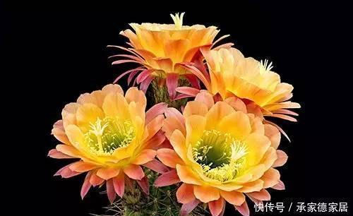 技巧|仙人球过冬有技巧,做好这件事,长势快开花多,新手也会养!